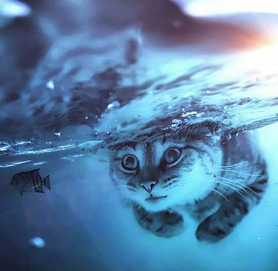 Котик в воде
