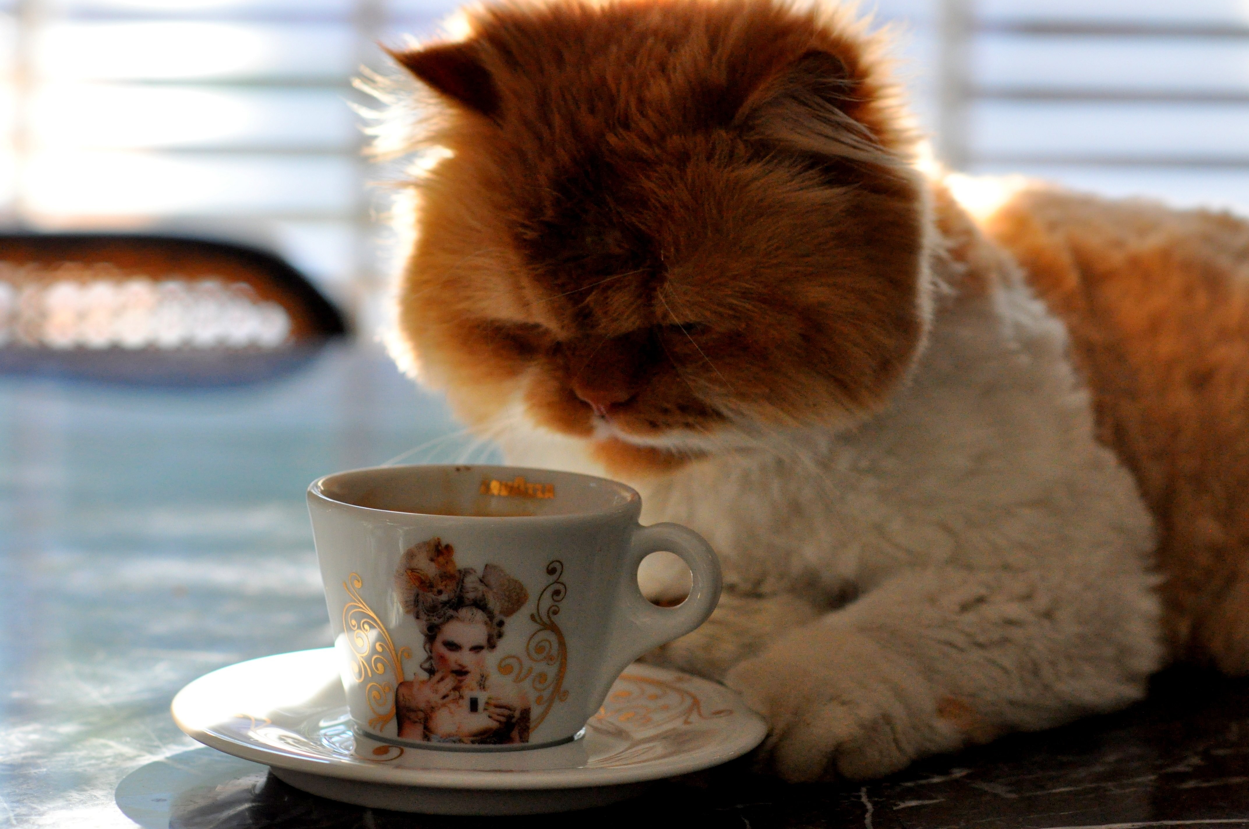 Милые котики с добрым утром. Кот и кофе. Котик с кофе. Доброе утро котики. Доброе утро с котом и кофе.