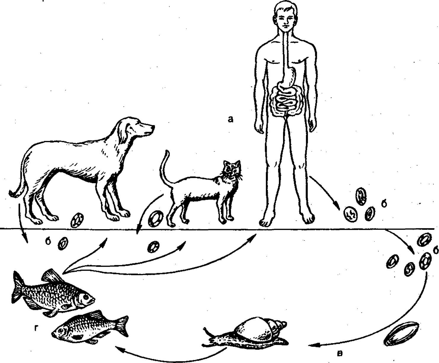 Описторхоз жизненный цикл схема
