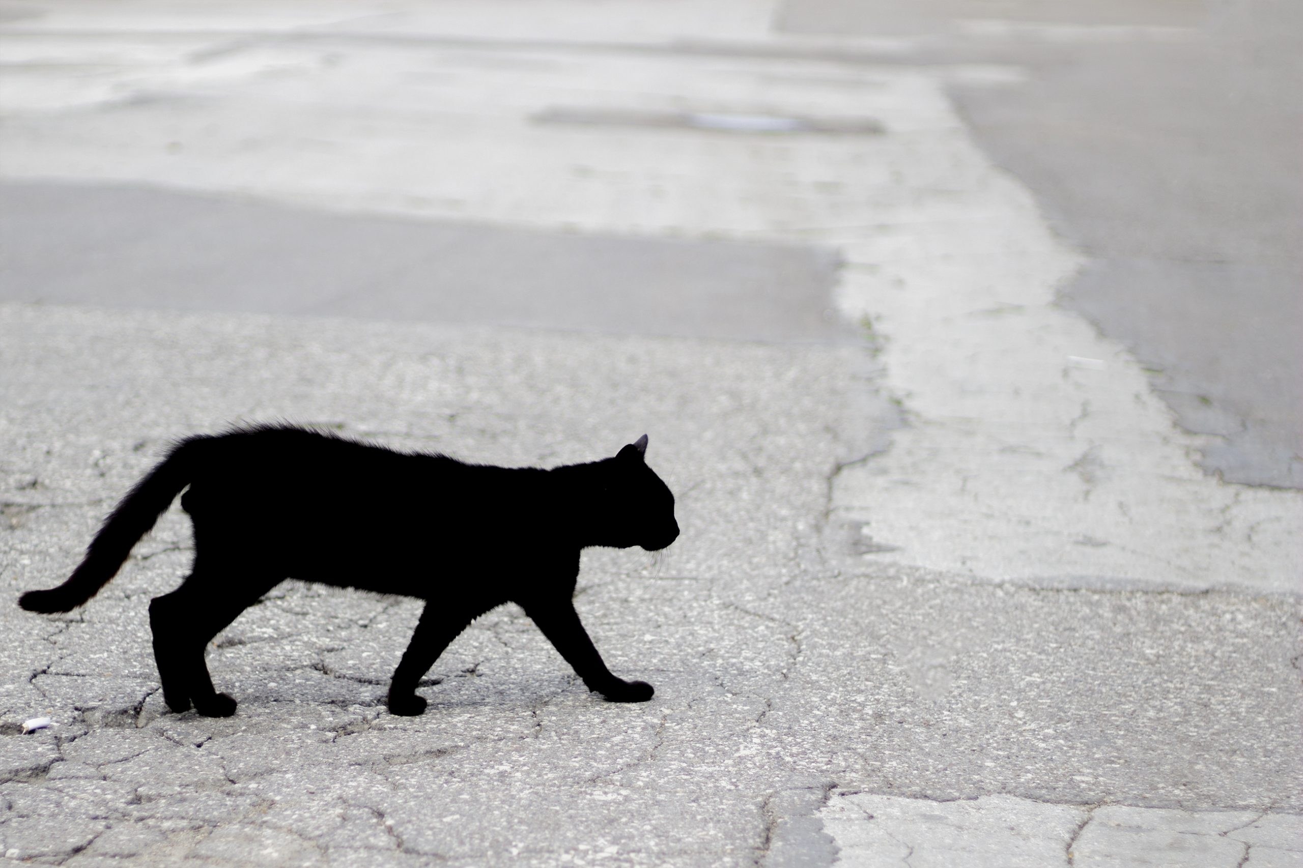 Суеверия. Белая кошка перебежала дорогу. Чёрная кошка перебежала дорогу. Черный кот перебегает дорогу. Кошка перебежала дорогу.