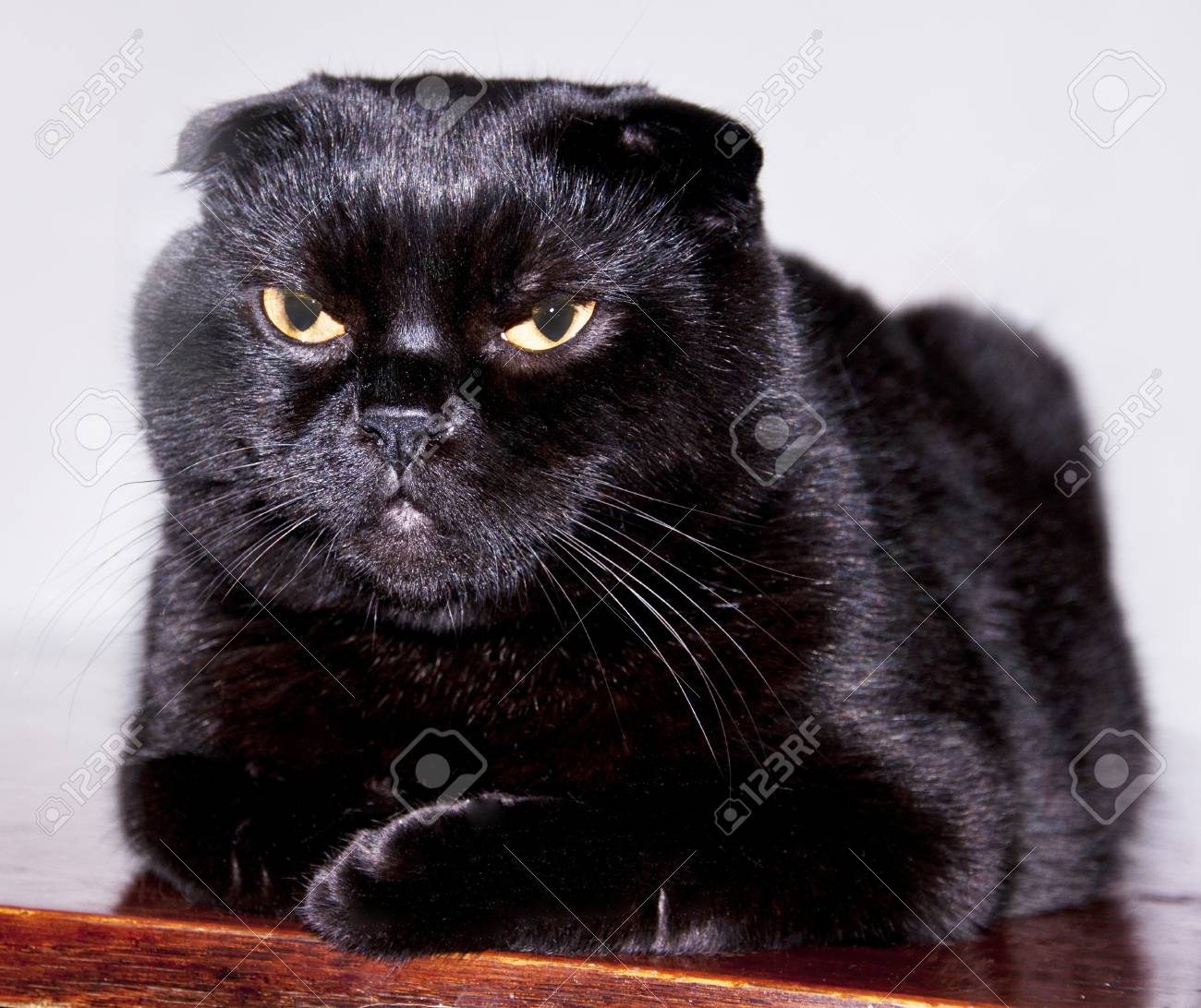 Черные кошки с вислоухими ушами