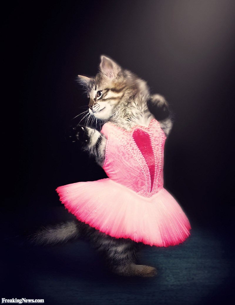 Кот в балетной пачке