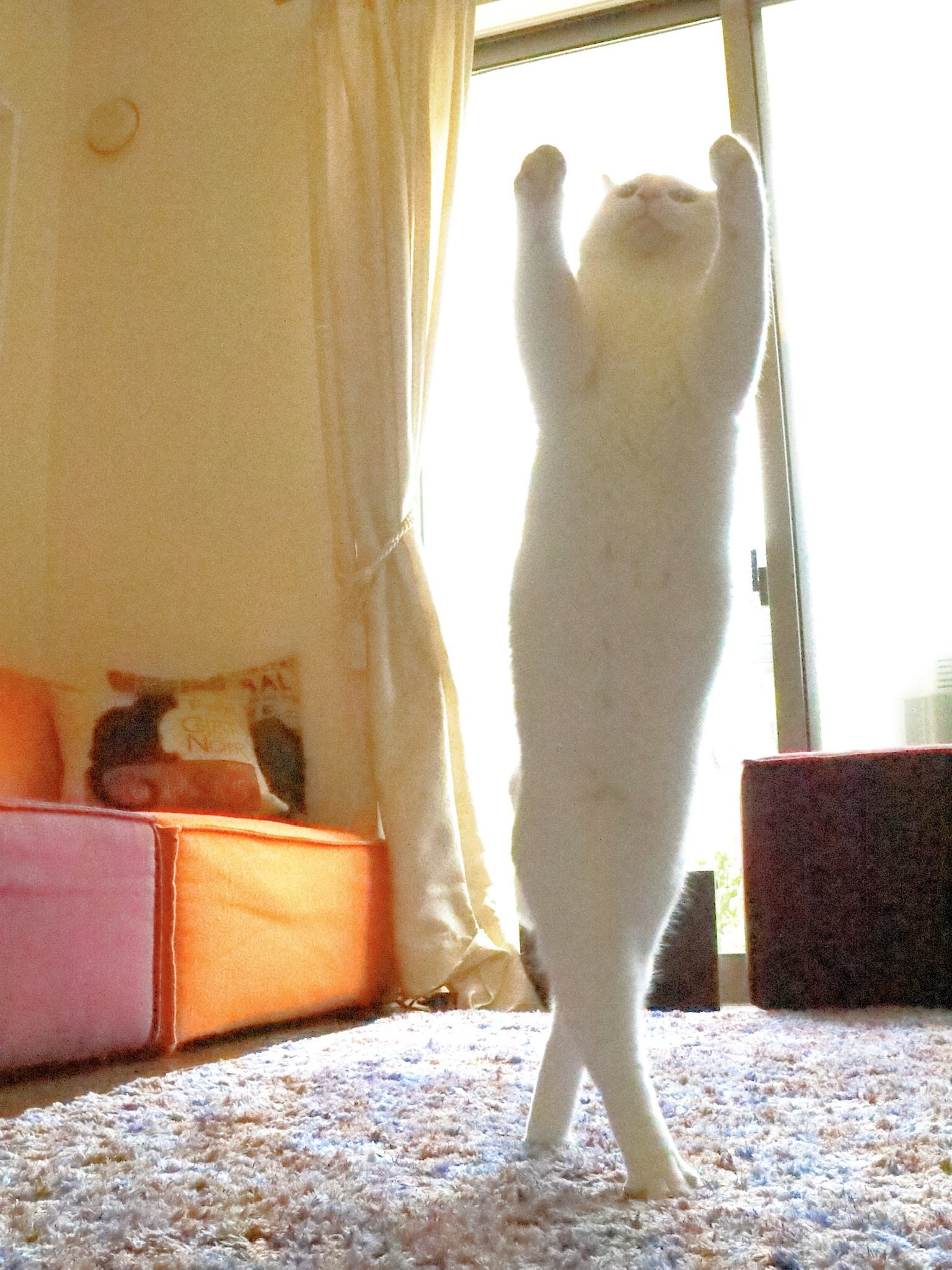 Ballet cat. Танцующий кот. Кошка балерина. Кот танцует. Танцующая кошка.