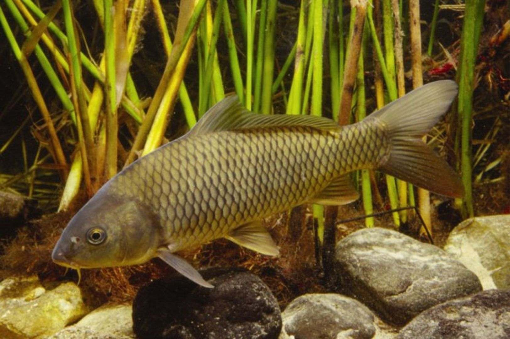 Carp. Карп обыкновенный – Cyprinus Carpio. Сазан (Cyprinus Carpio). Сазан (= Карп обыкновенный) – Cyprinus Carpio. Амурский сазан.