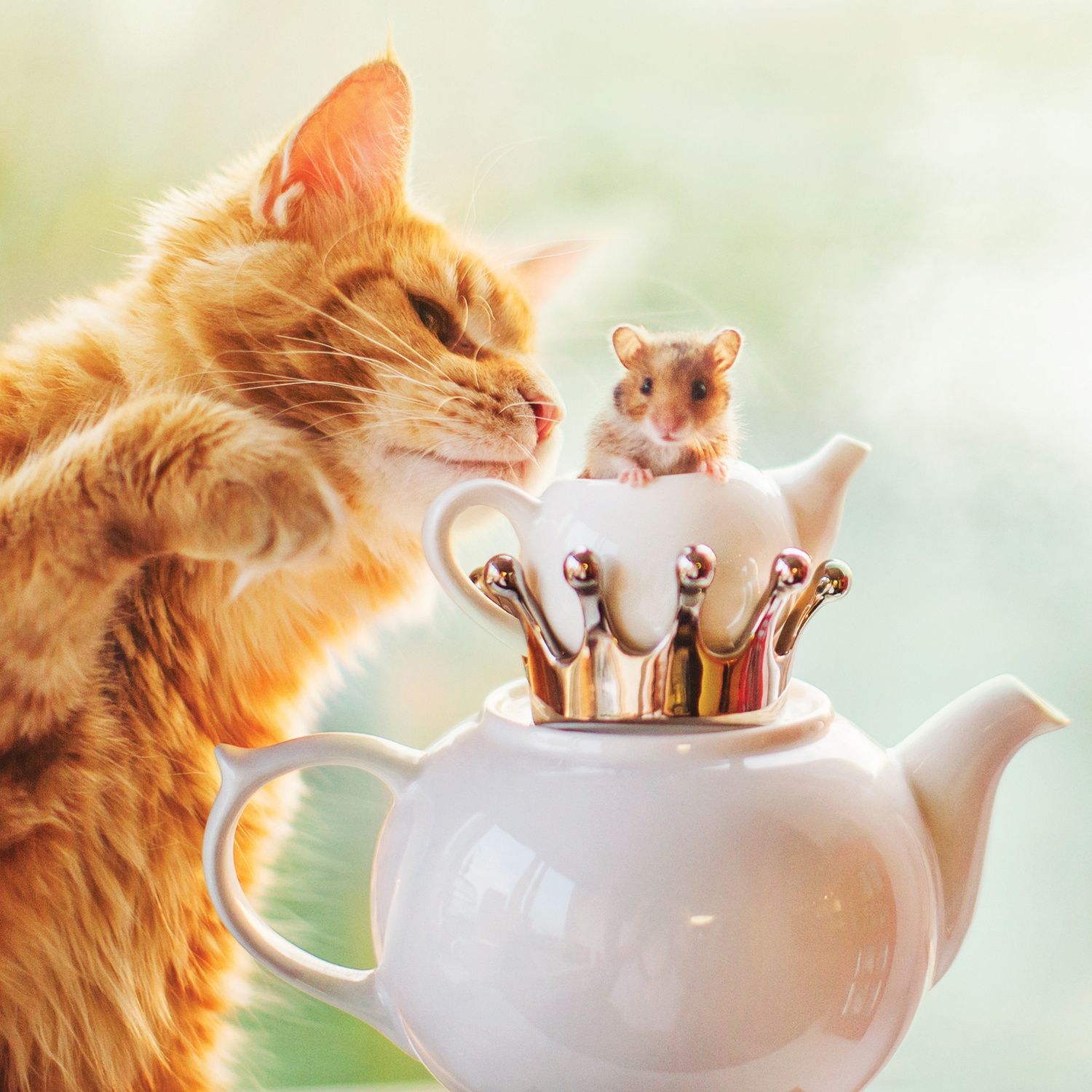 Картинки позитивчик с утра. Утренний кот. Доброе утро кот. Доброе утро с кошками. Доброе утро котя.
