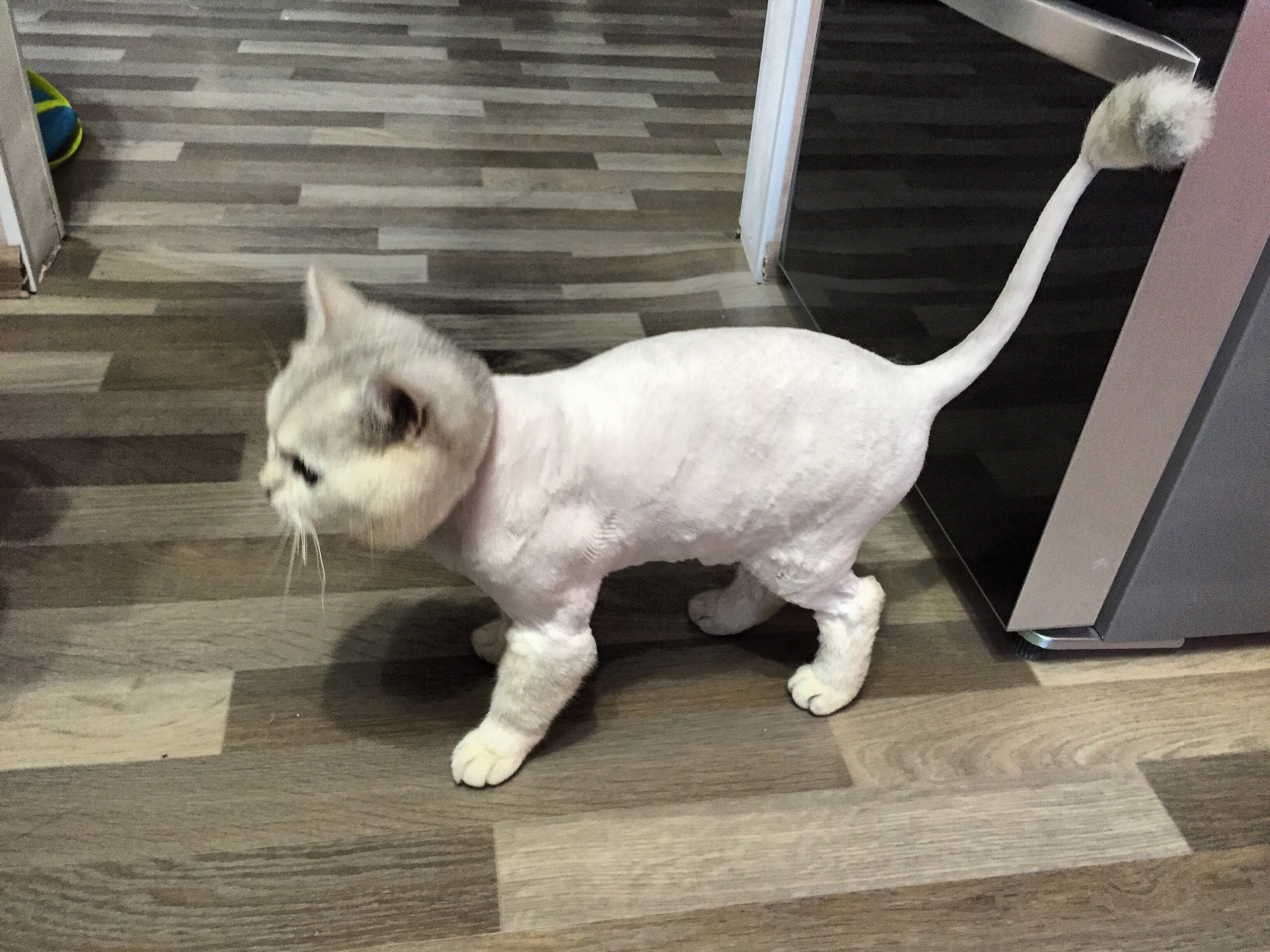 Подстриженные британские коты - картинки и фото koshka.top