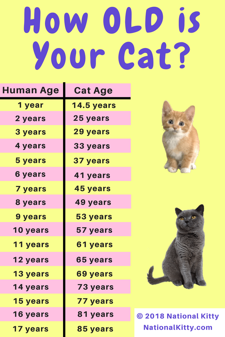 Возраст по кошачьим меркам 2 года. Год кошки. Кошачий Возраст по человеческим меркам. Кошачьи года по человеческим меркам.