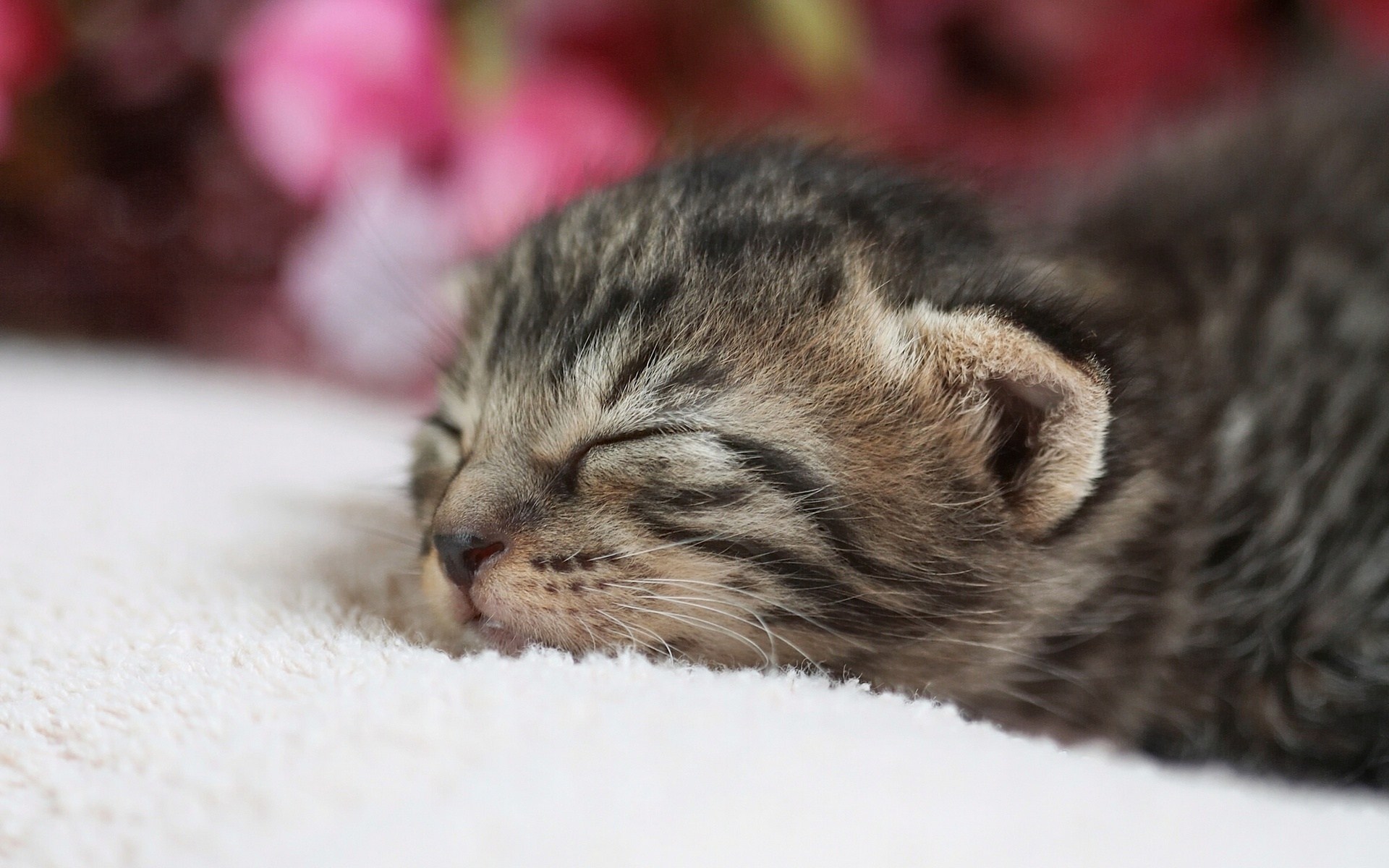 Красивый котенок во сне. Сонный котенок. Милые котята. Милые спящие котята.