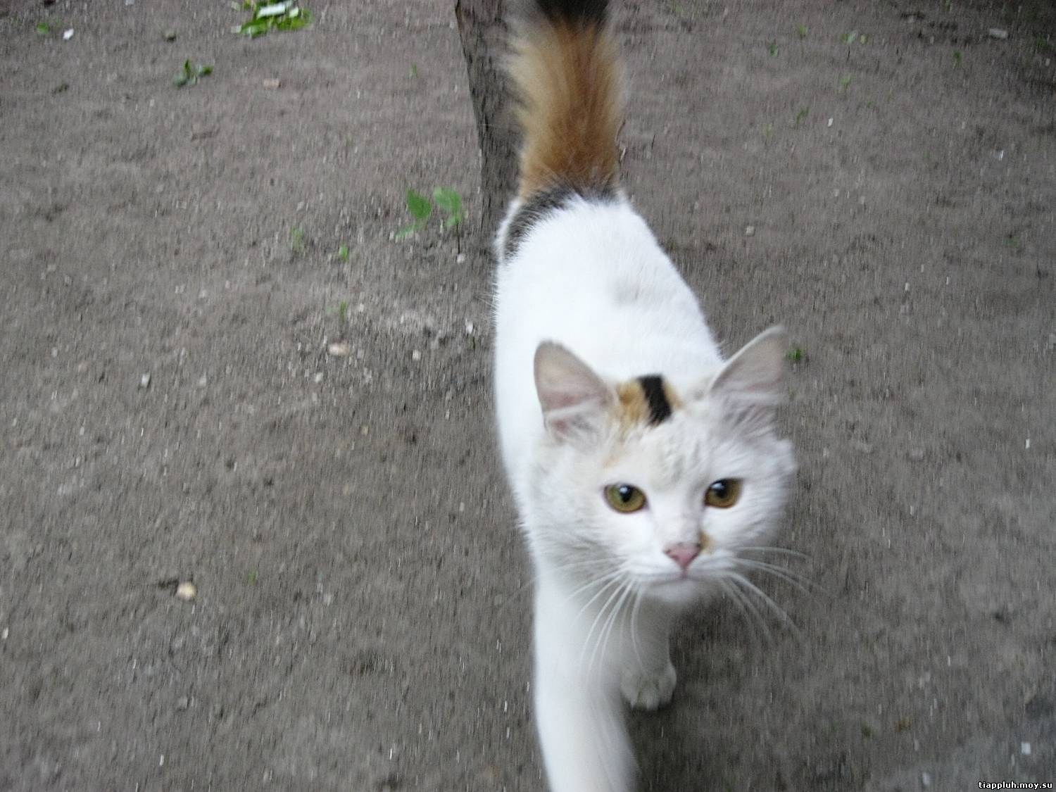 Белая кошка с полосатым хвостом