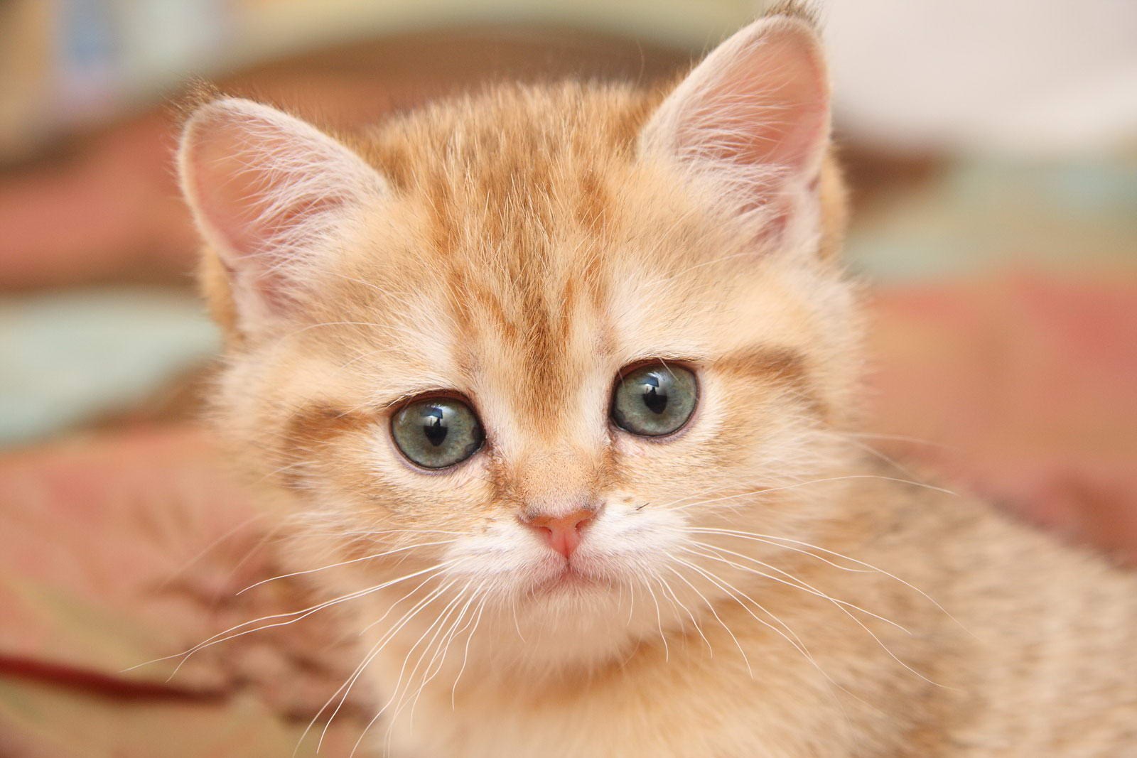 Рыжий котенок с зелеными глазами порода