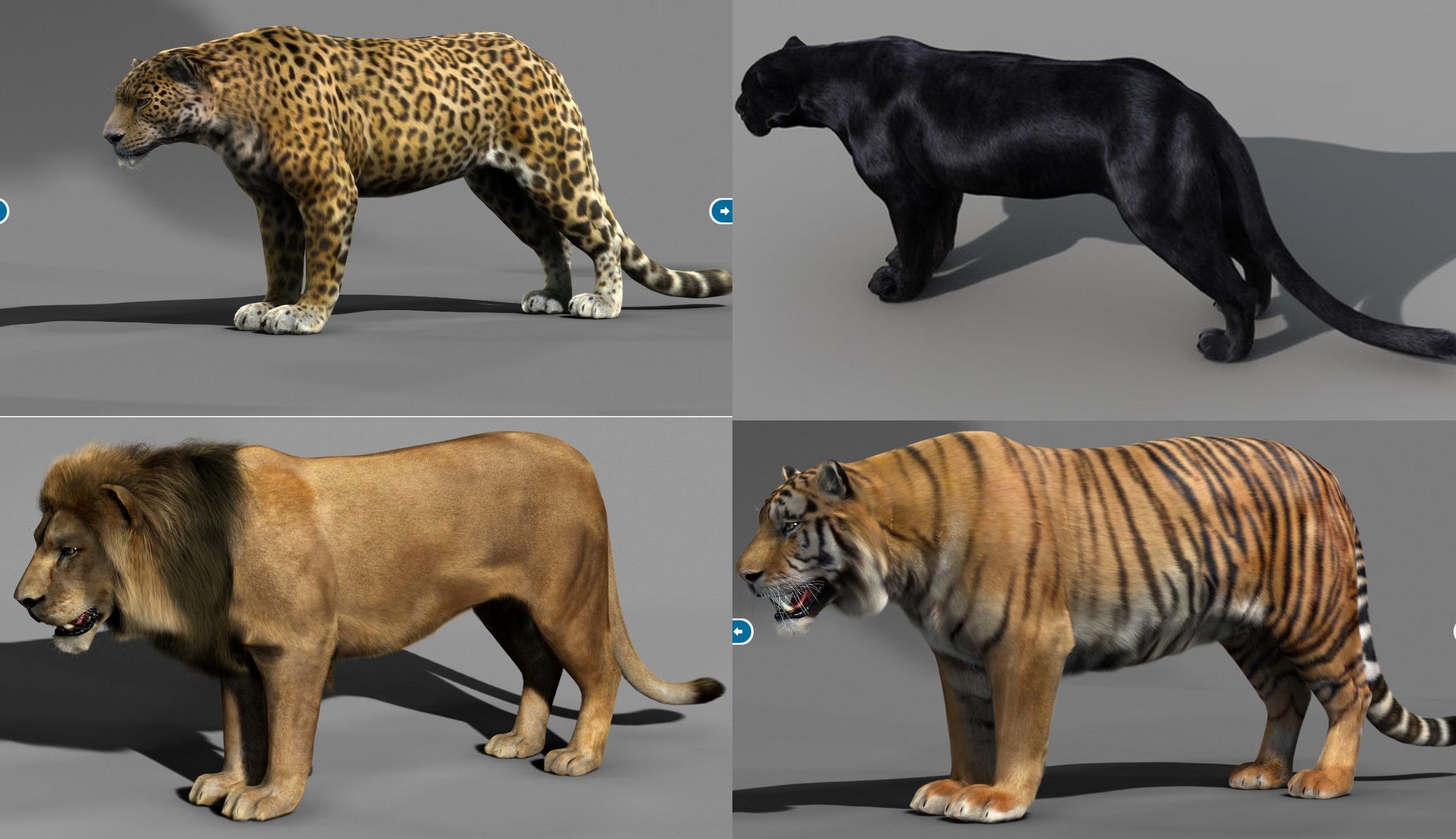 Кто сильнее ягуар или тигр. Тигр Лев леопард Ягуар гепард. Гепард леопард Ягуар. Гепард и леопард и Ягуар и пантера и тигр и Лев. Леопон гибрид.