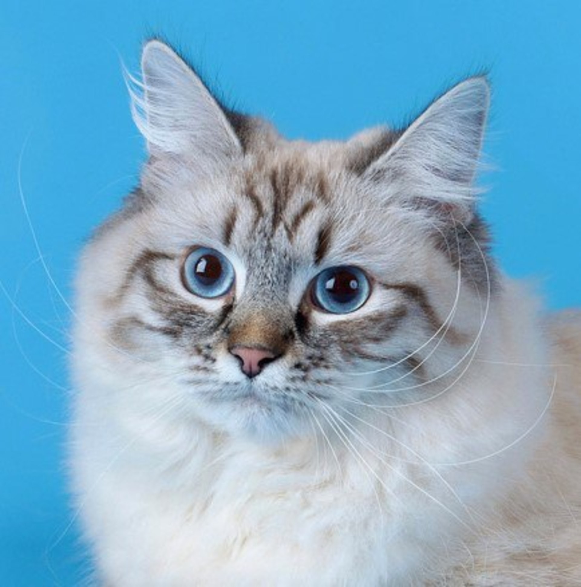 Невская маскарадная кошка с голубыми глазами