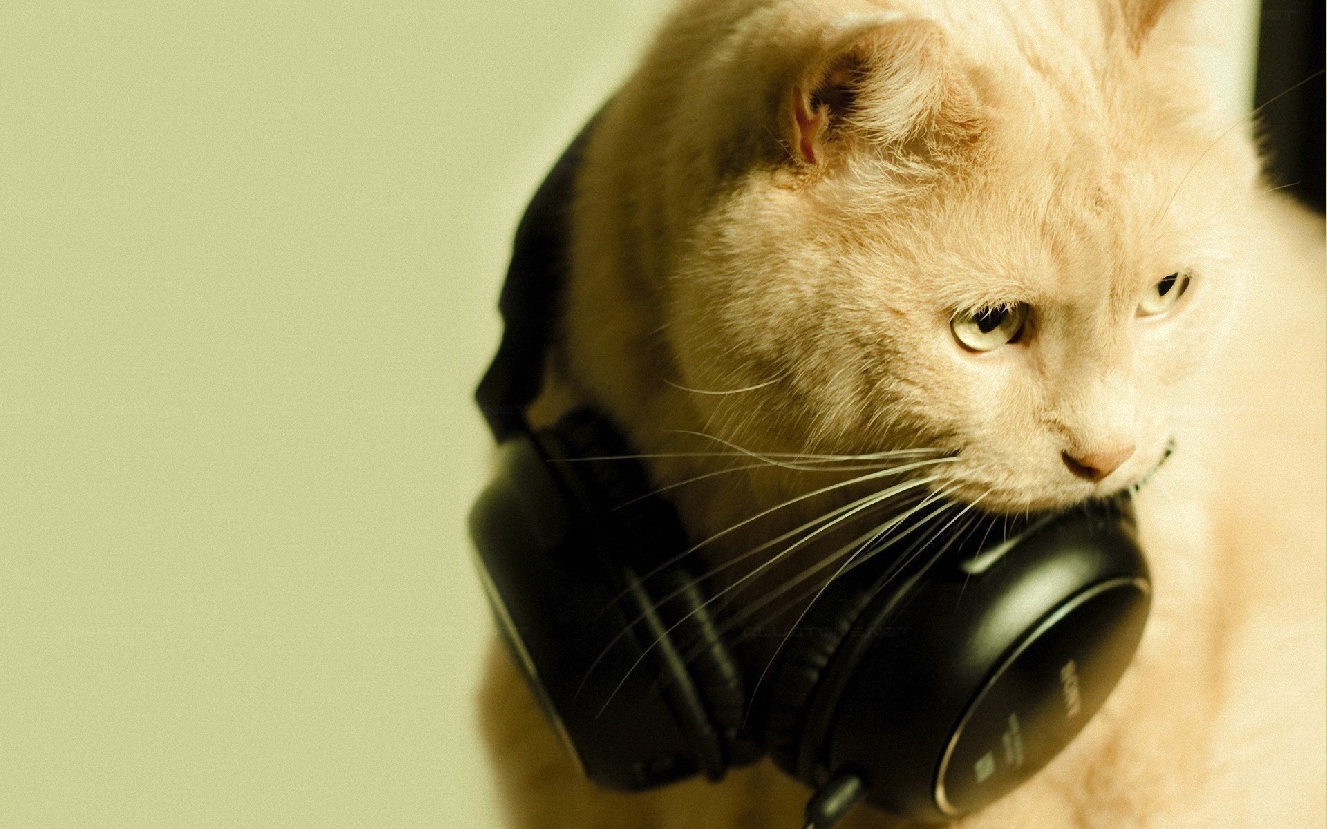 Музыка под кошку. Кот в наушниках. Крутой кот. Кошка с наушниками. Котятки в наушниках.