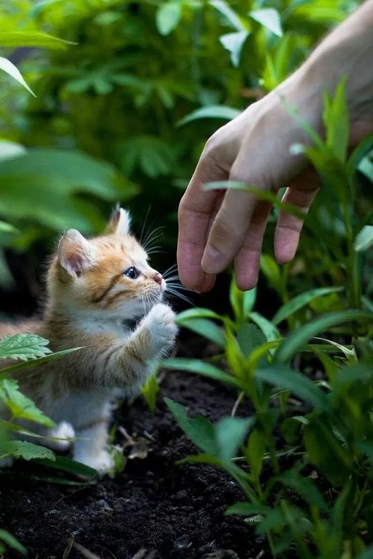 Маленькие котики фото. Маленький котенок. Котенок на руках. Малюсенькие котята. Котенок на ладошке.