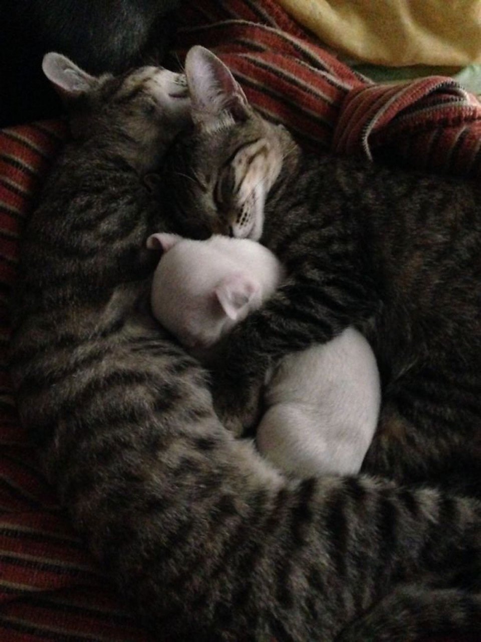 Кошки спят вместе. Котики обнимаются. Котята спят в обнимку. Спящие котята. Котята в обнимку.