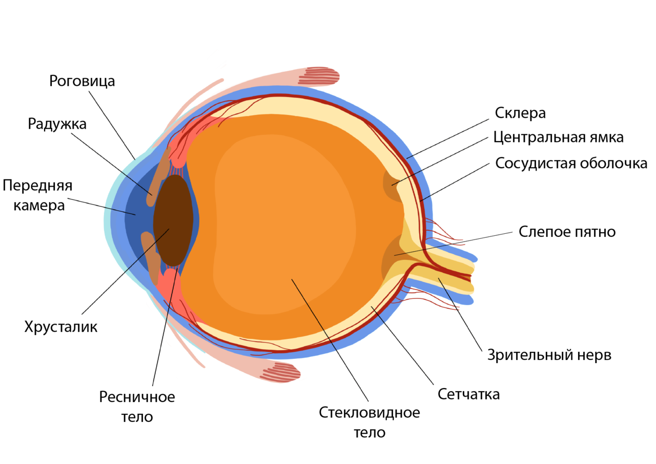 Глаз строение егэ биология. Наружная оболочка глазного яблока склера. Строение оболочек глазного яблока. Белочная оболочка склера строение. Строение оболочек глазного яблока анатомия.