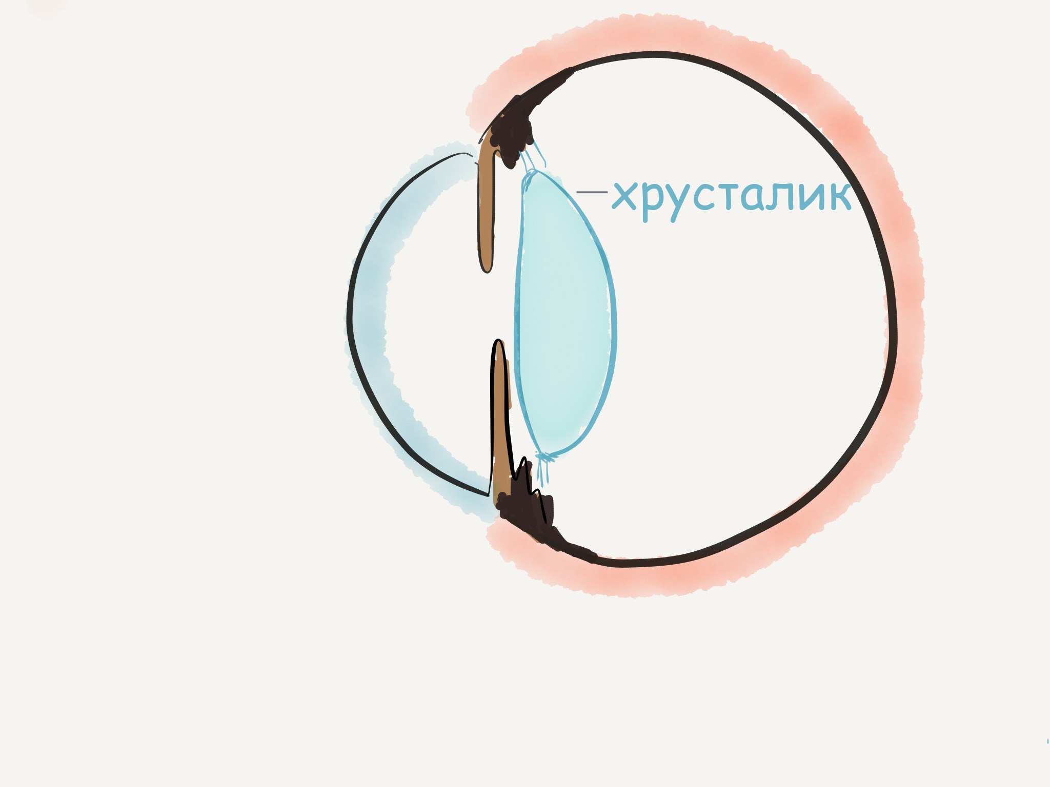 Расставить 3 линзы так чтобы внутри рамки. Диаметр хрусталика глаза. Люксация хрусталика у кота.