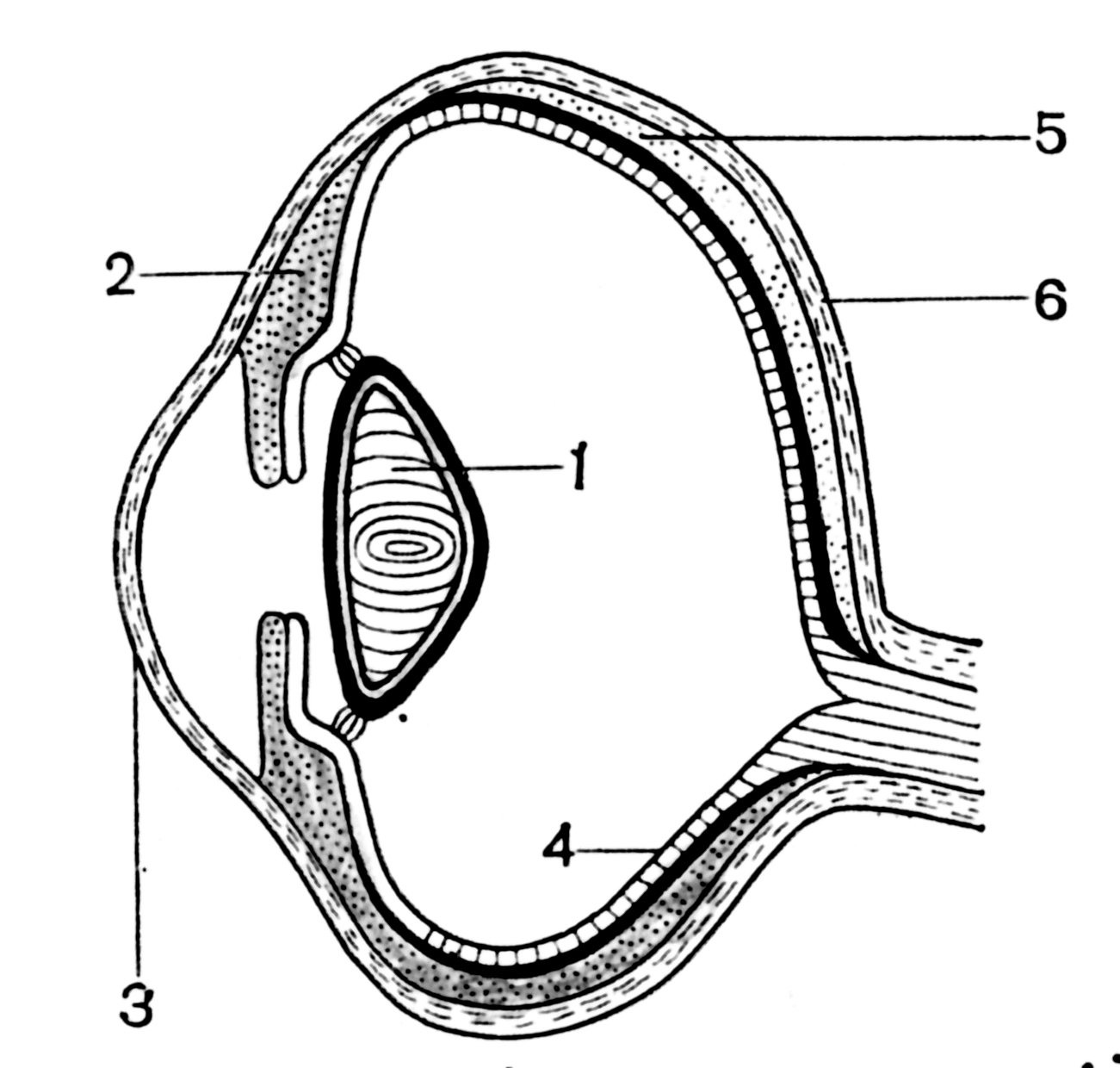 Схема строения глазного яблока животного