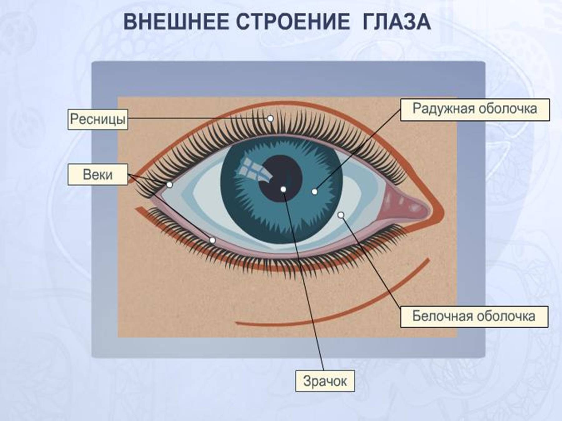 Что находится выше глаза. Зрительный анализатор строение глаза. Внешнее строение глаза. Наружное строение глаза. Строение человеческого глаза.