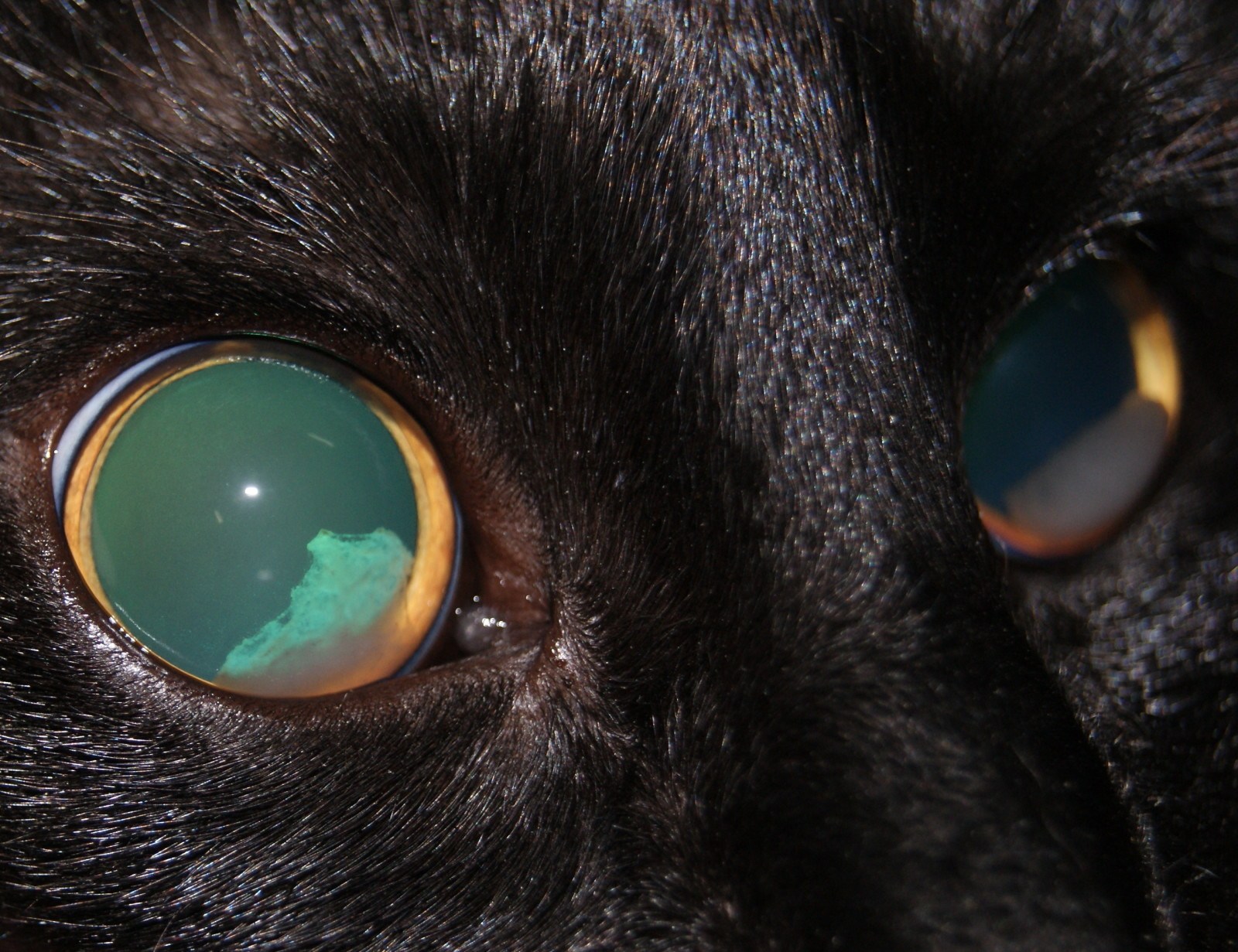 Радужка кошки. Отслоение сетчатки у кота. Отслоение сетчатки глаза у кошки. Отслойка сетчатки глаза у кота. Отслоение сетчатки зрачки.