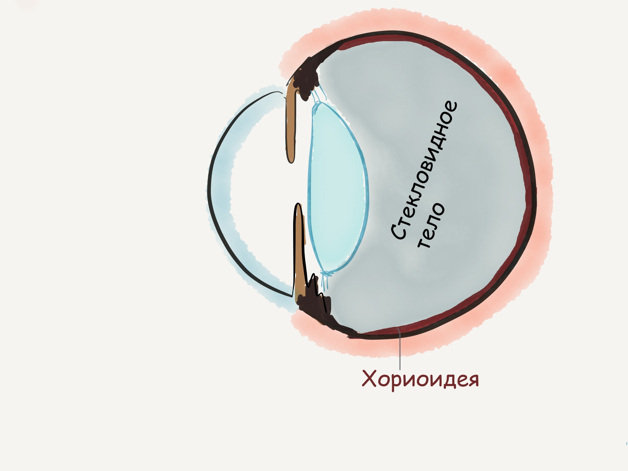 Хориоидея глаза. Хориоидея. Строение хориоидеи. Строение глаза хороидеа.