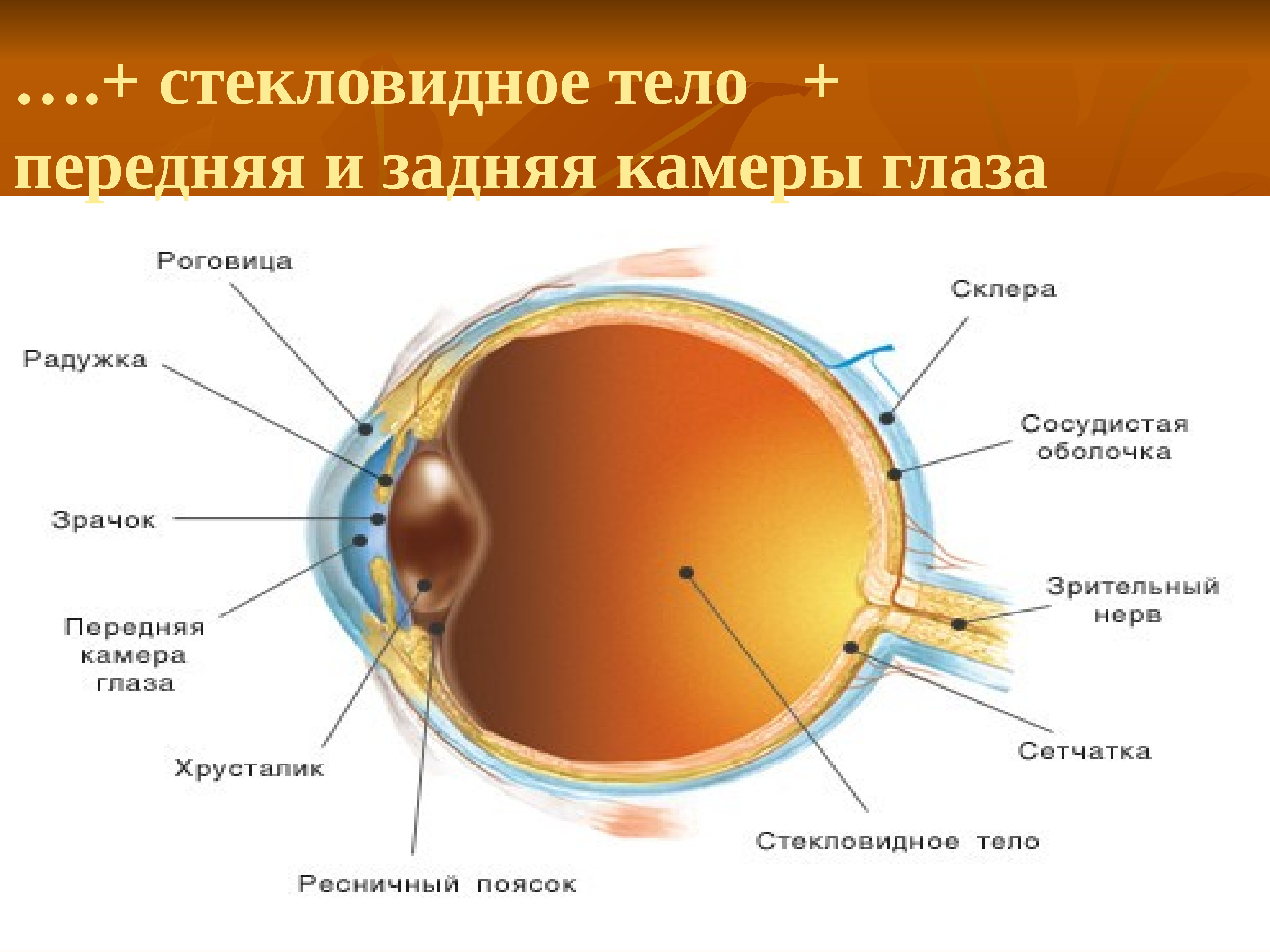 Биология строение глаза человека. Строение глаза роговица радужка. Строение глазного анализатора. Строение оптического аппарата зрительного анализатора. Внутренняя оболочка глаза сетчатка.