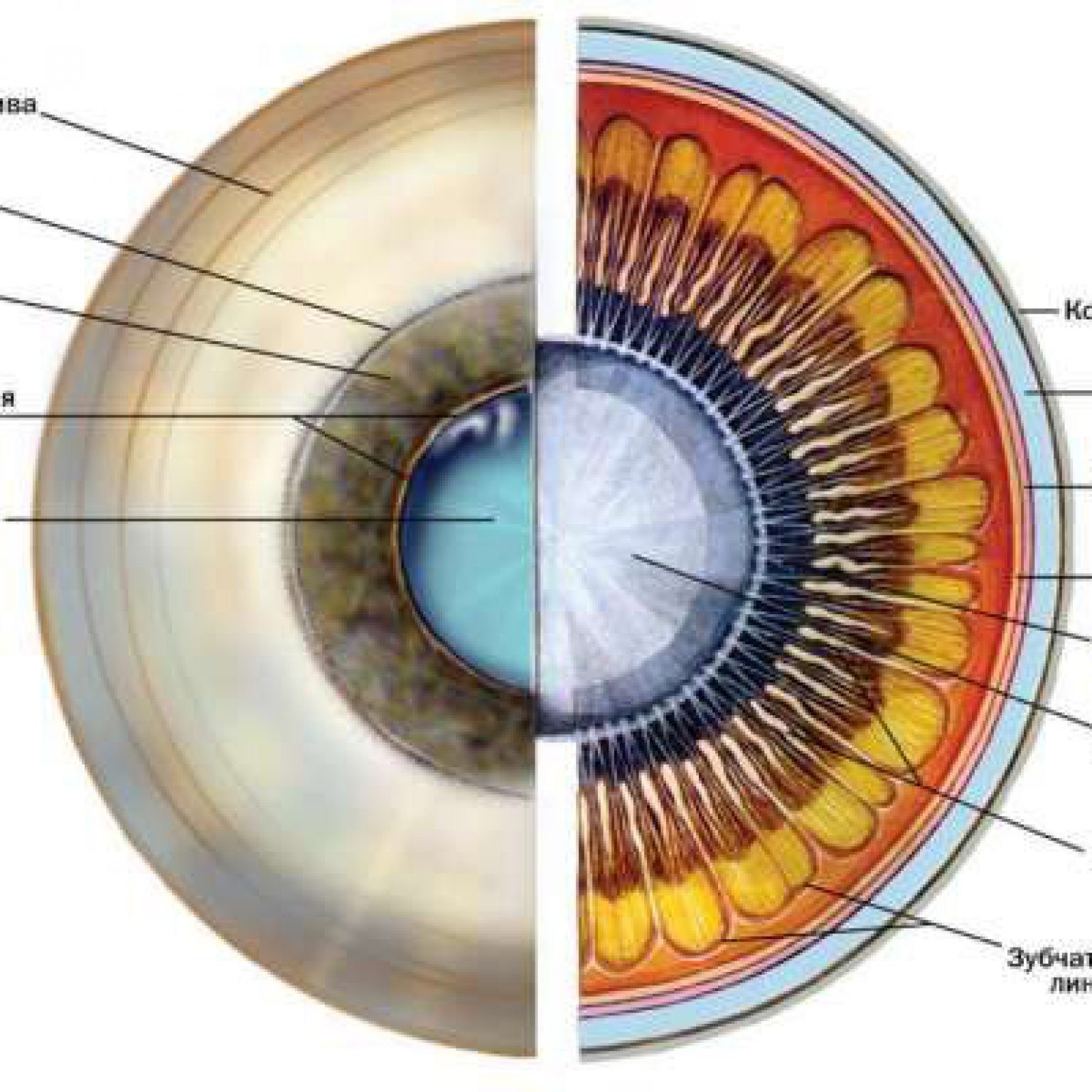 Анатомия глаза человека