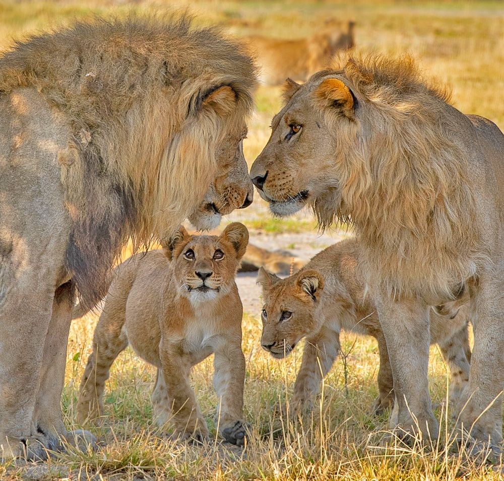 Семьи льва - картинки и фото koshka.top