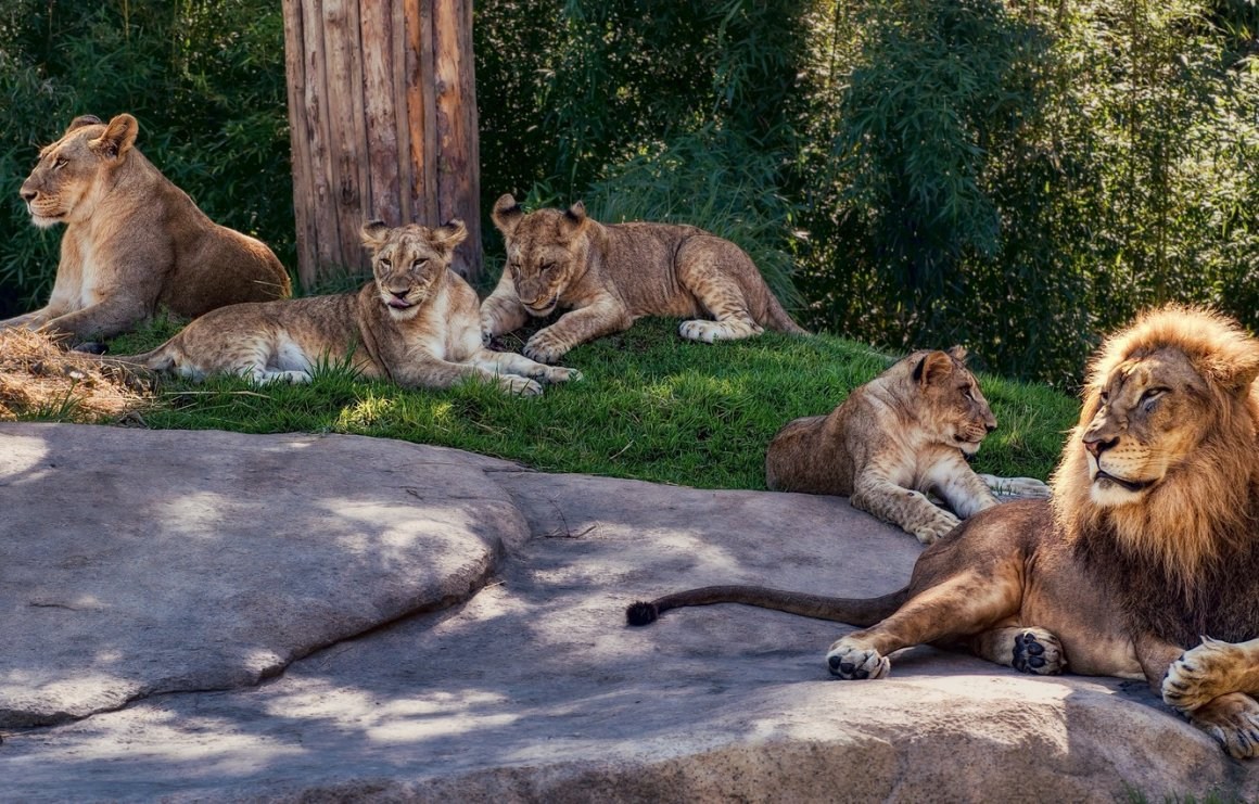 Львиное семейство Прайд