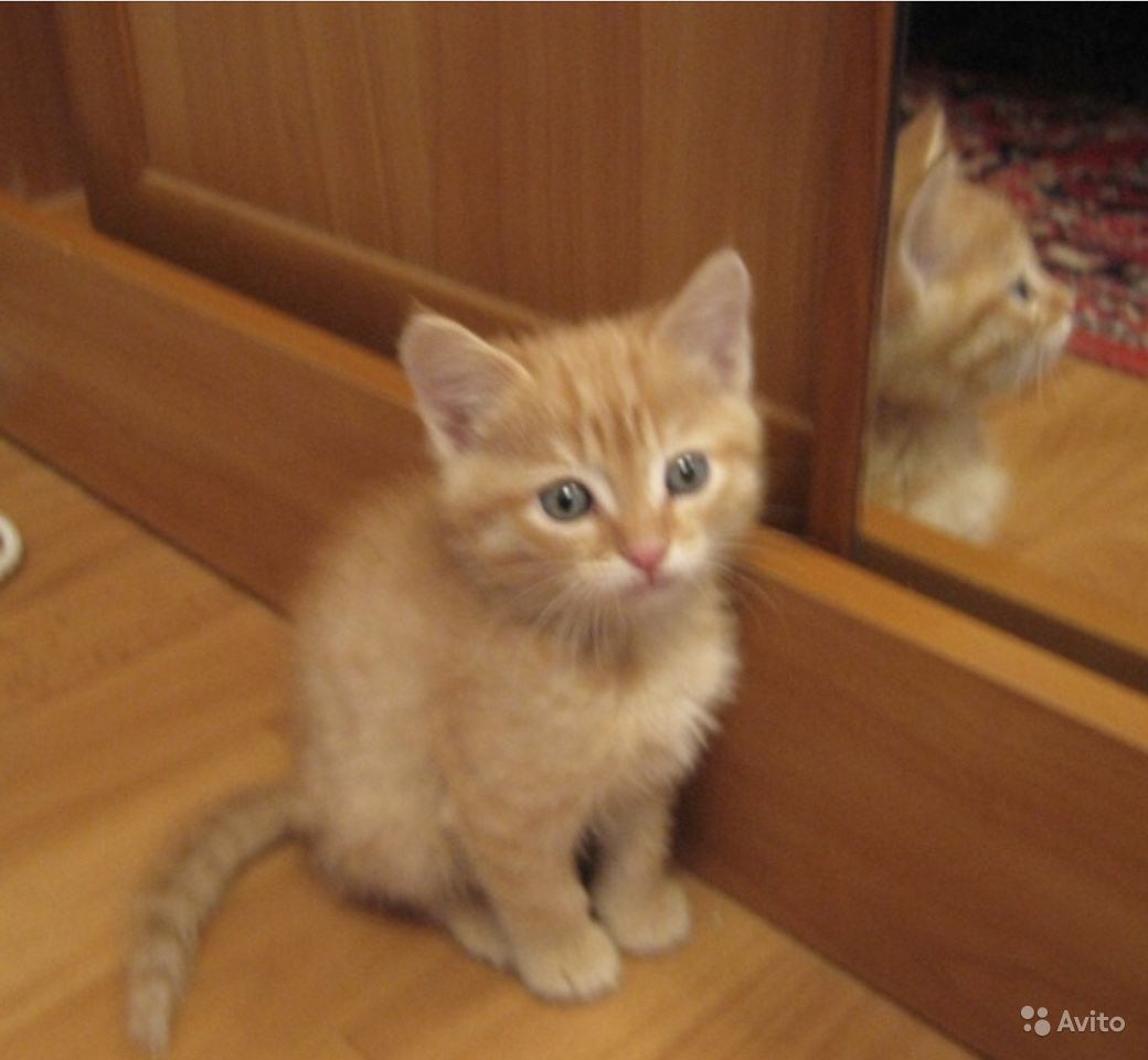 Рыжие котята Новосибирск
