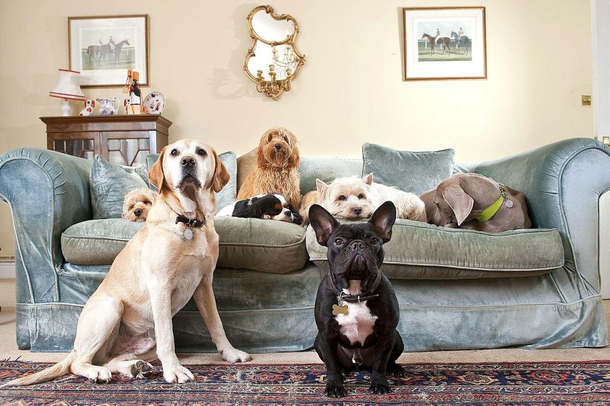 Проживание животных в квартире. Собаки для квартиры. Дом для собаки. Домашние животные для квартиры. Породы собак для квартиры.