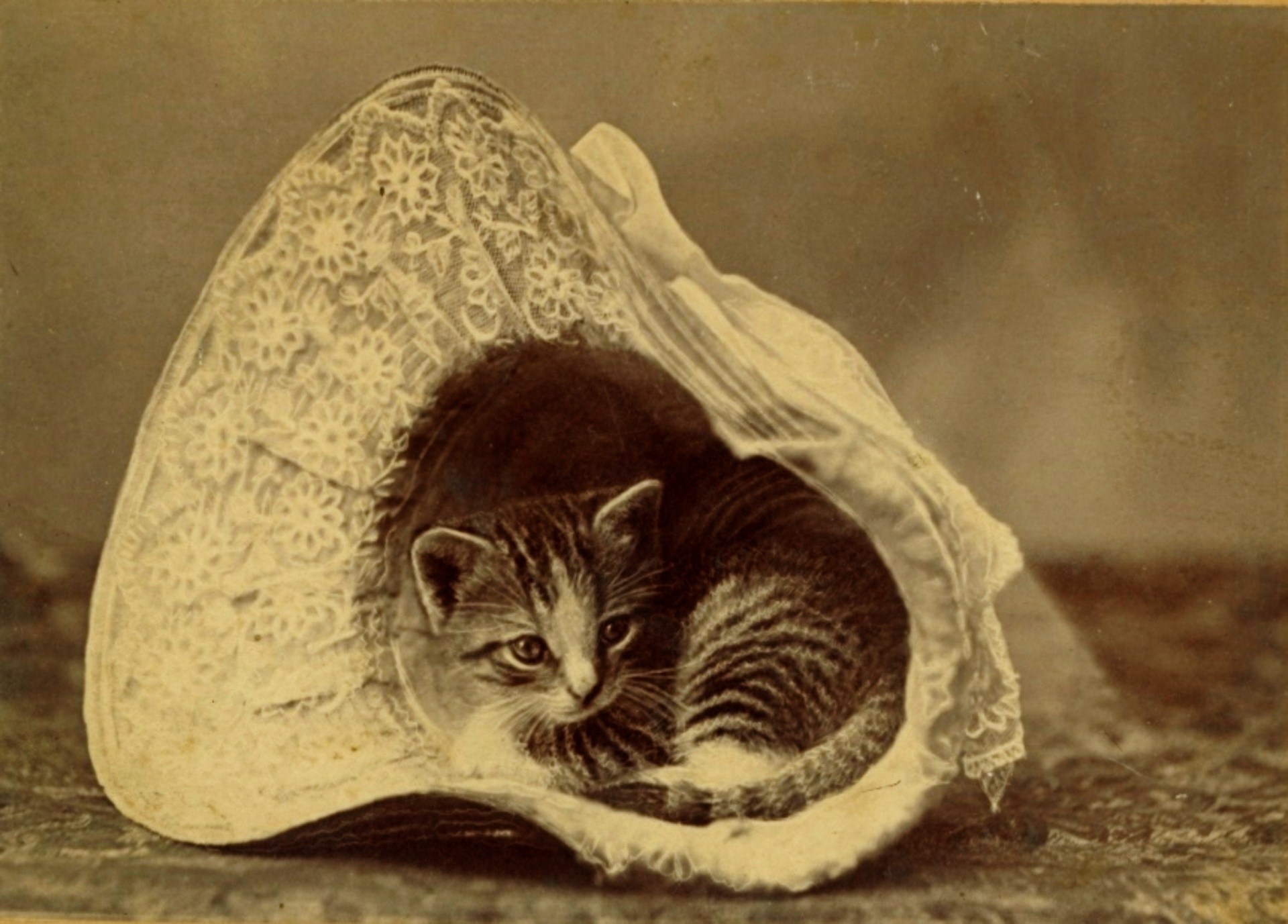 Викторианские кошки