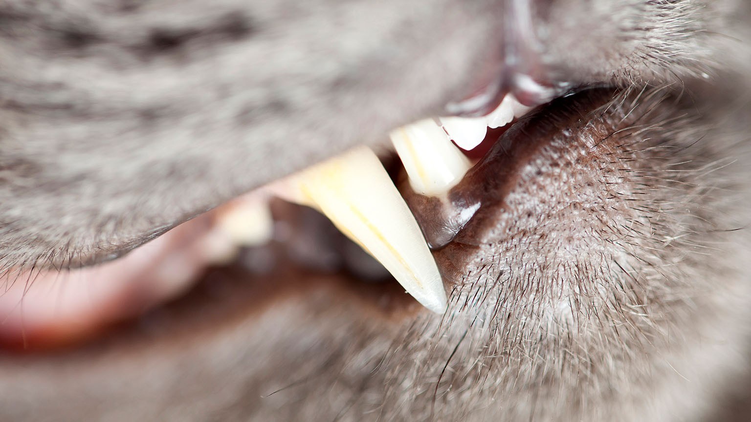 Зубки у кошек для детей