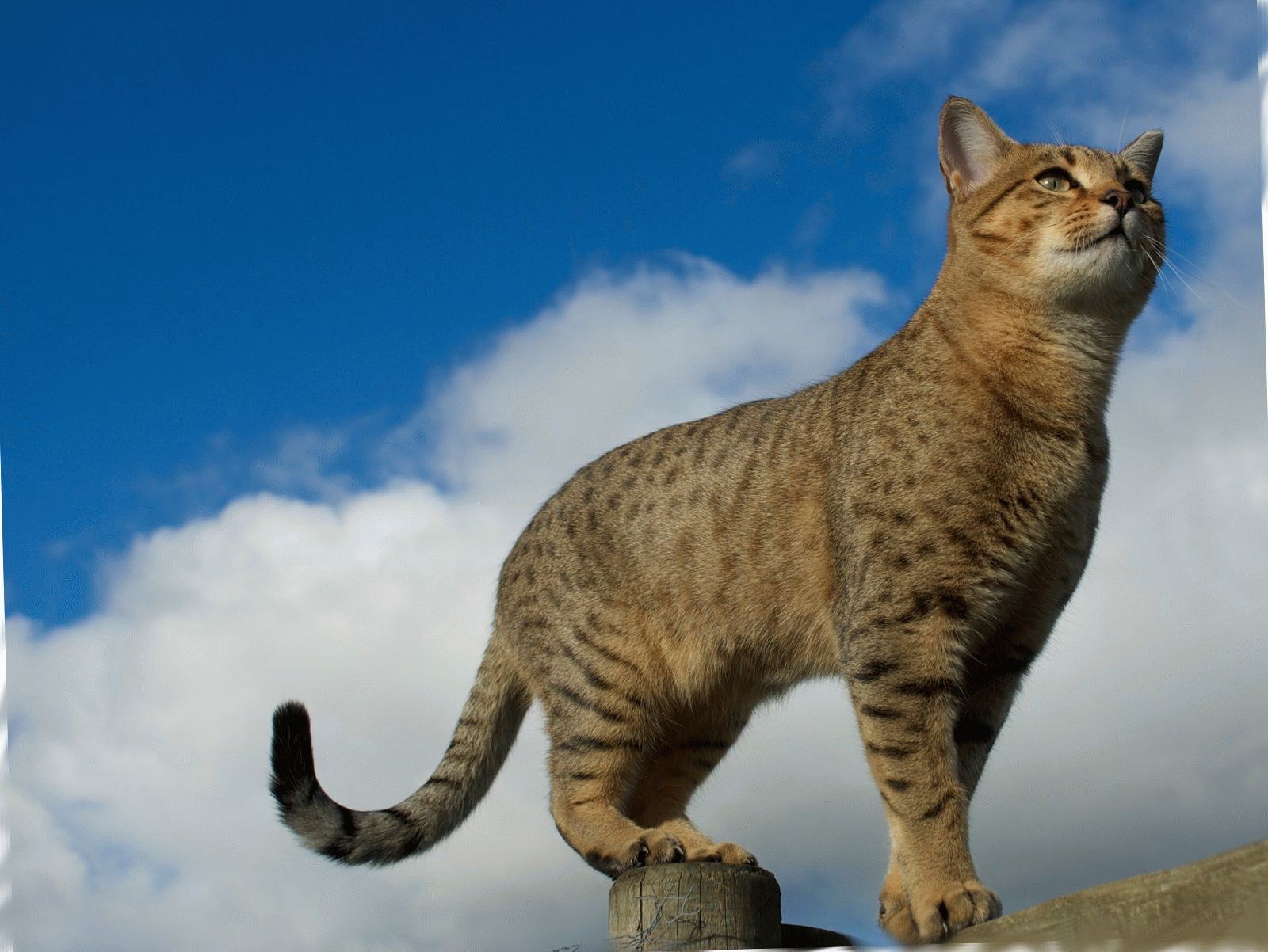 Египетская мау. Египетская МАУ кошка. Египетский Мао коты. Египетская МАУ бронзового окраса.