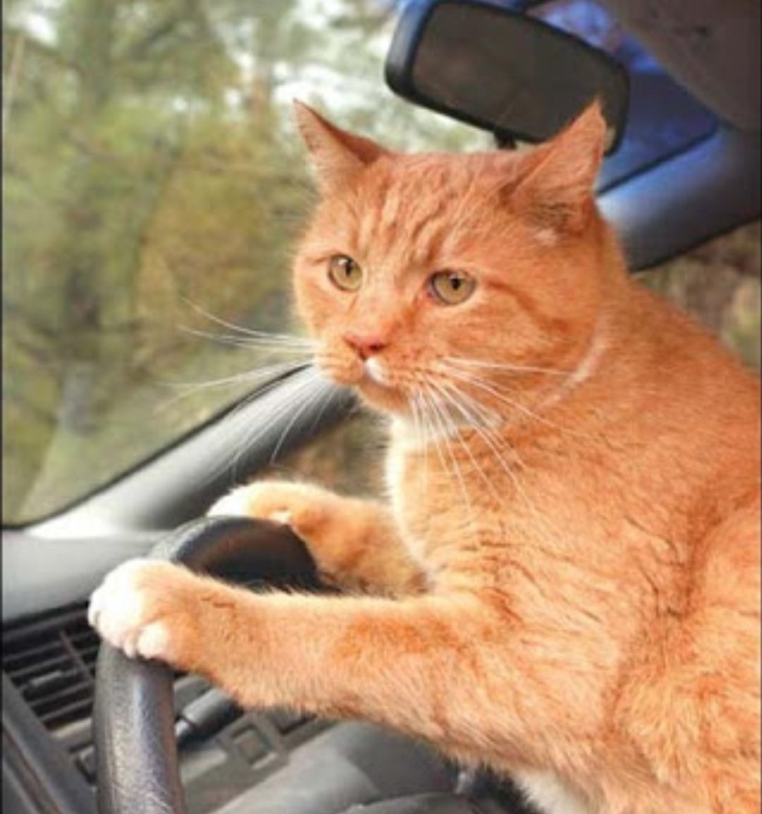 Рыжий кот за рулем