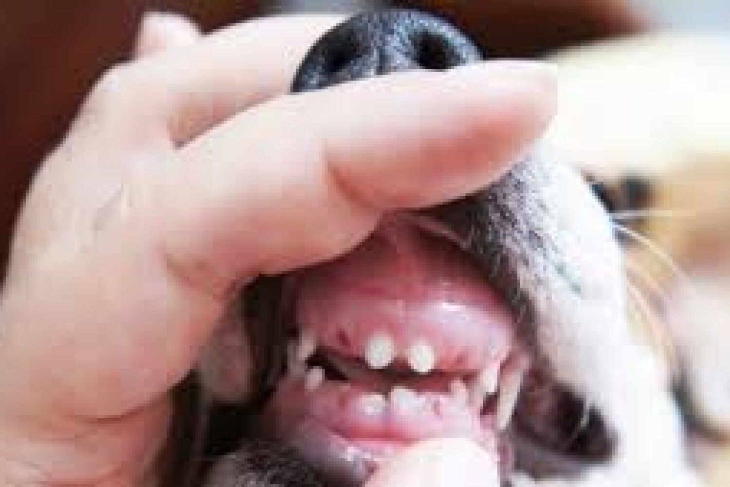 молочные зубы фото челюсти