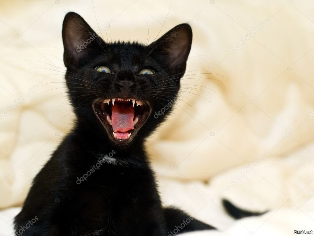 Длинный черный язык. Черный кот смеется.