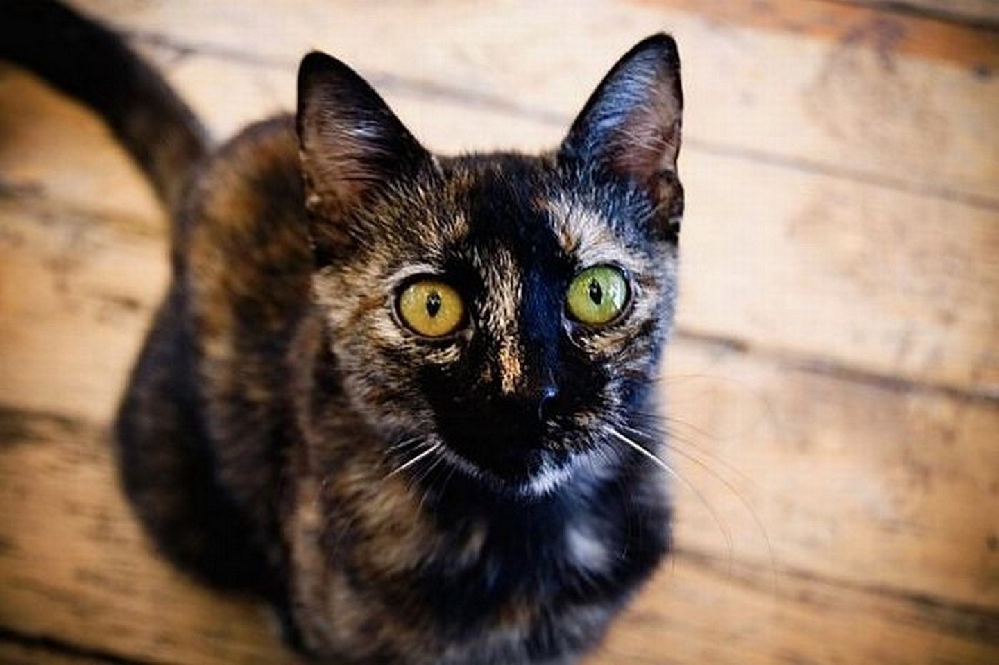 Кошка черная с рыжими пятнами порода. Черный кот гетерохромия. Коты гетерохромия. Гетерохромия глаз у кошек. Сиамская черепаховая кошка.