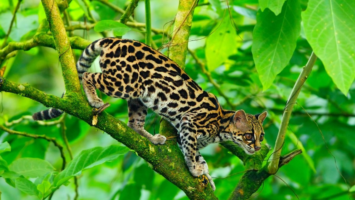 Оцелот (leopardus pardalis)