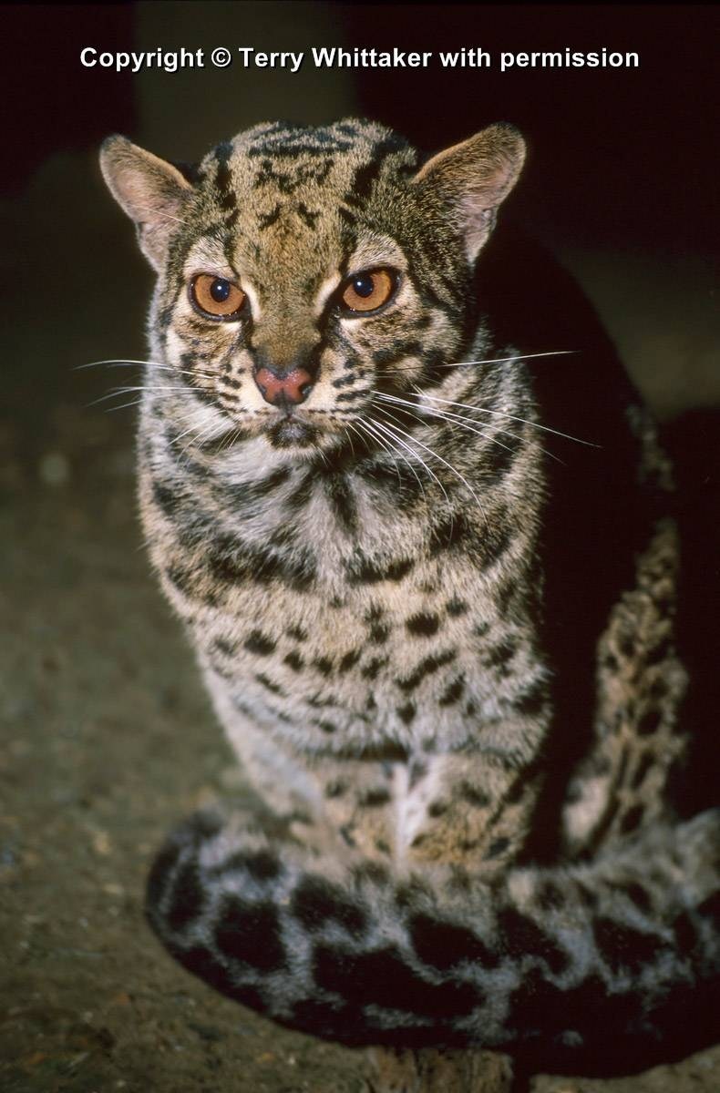 Мраморная кошка. Pardofelis Marmorata. Мраморные кошки (Pardofelis). Мраморная кошка Дикая. Мраморная кошка Дикая кошка.