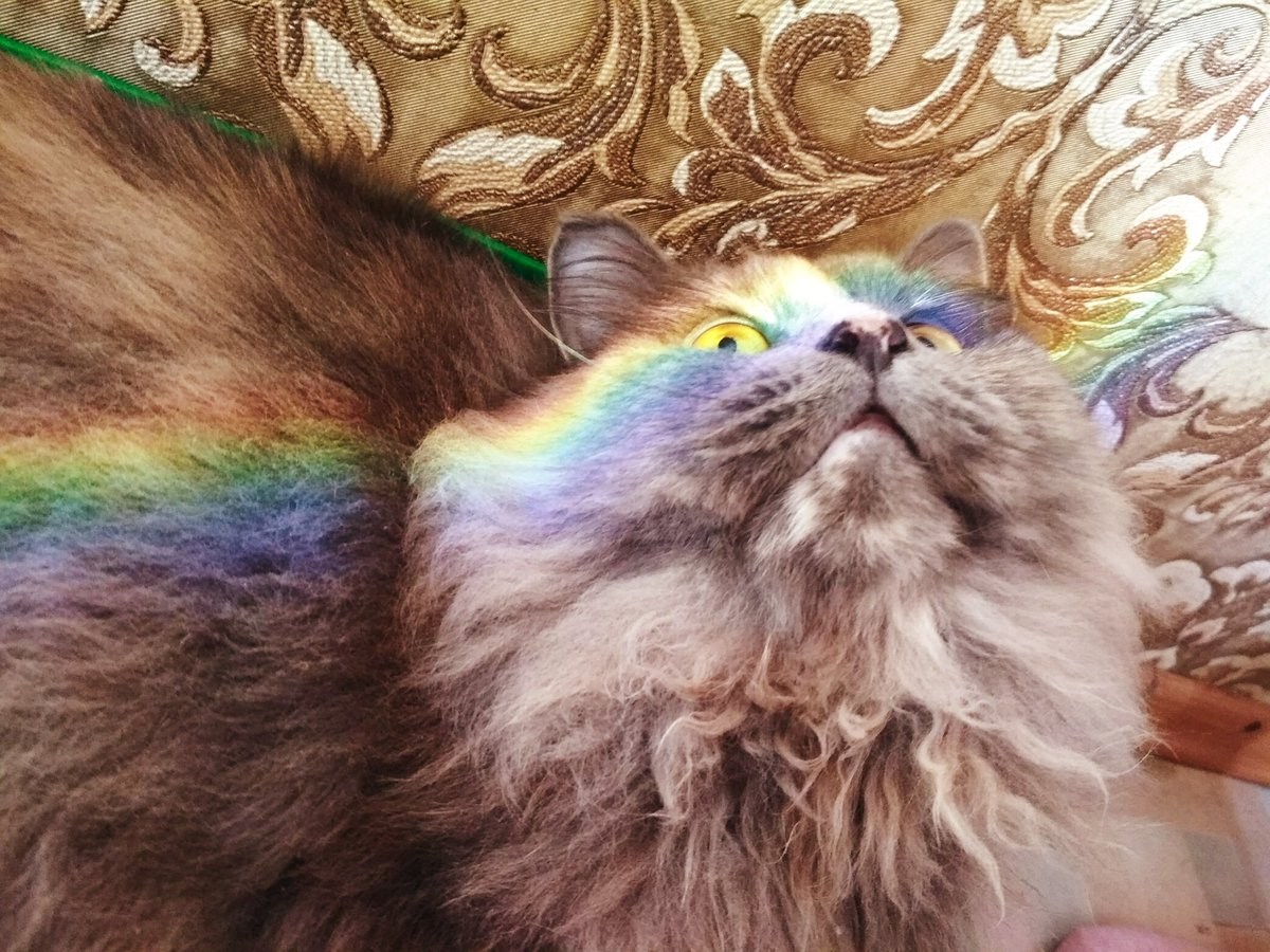 Радужка кошки. Разноцветный кот. Радужные кошки. Радужный котенок. Разноцветные коты фото.