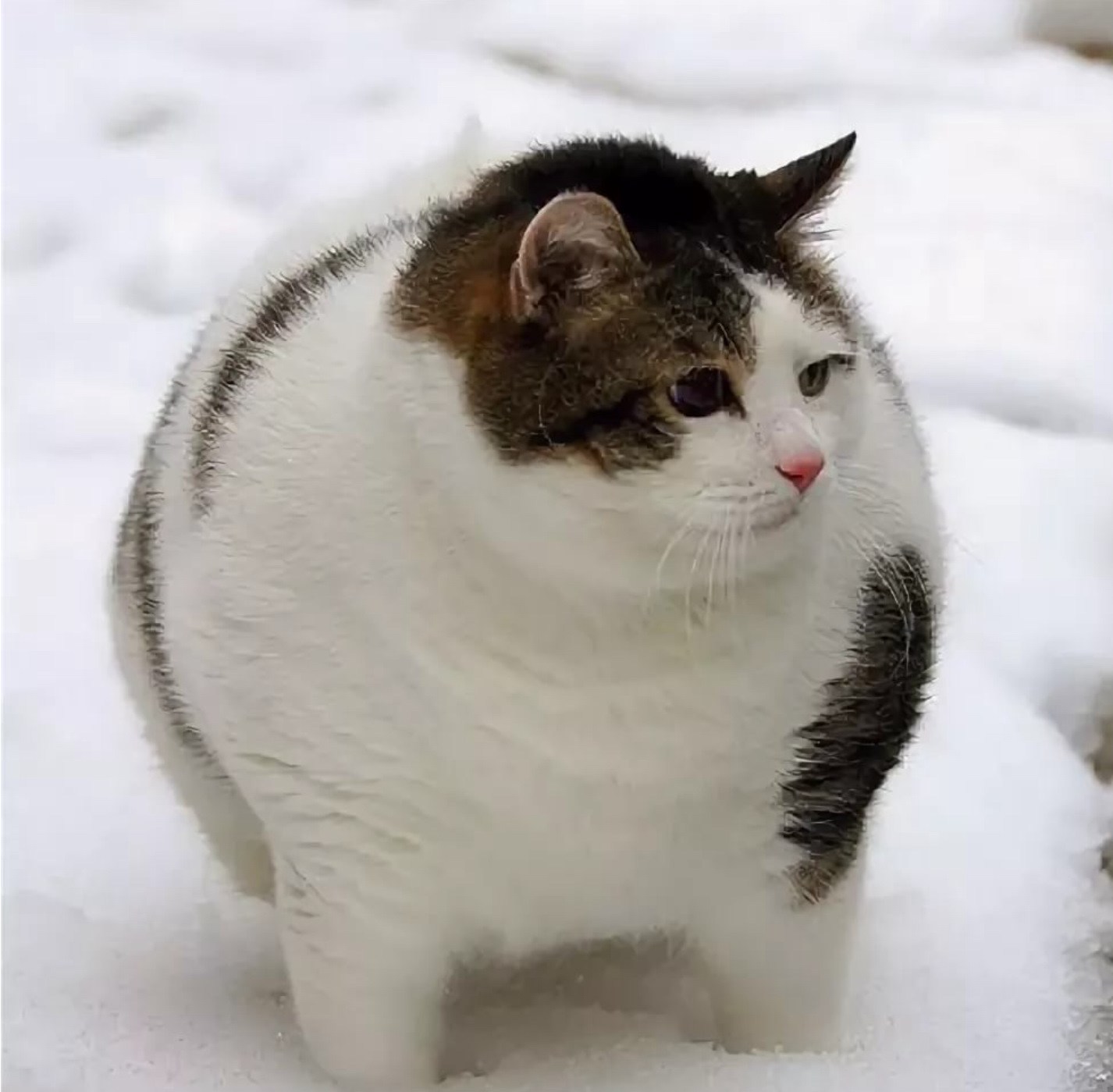 Смешные толстые коты