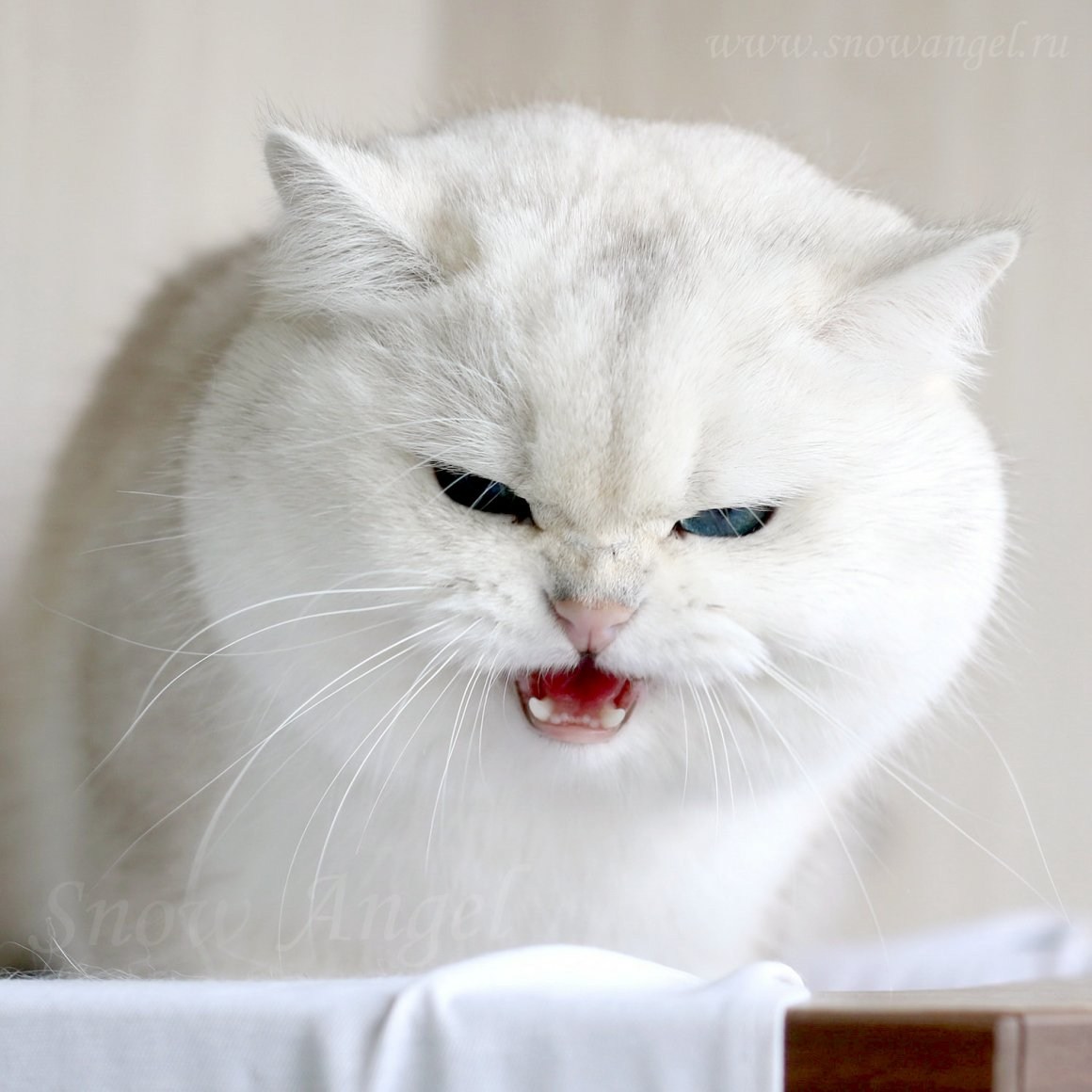 Толстый белый котенок