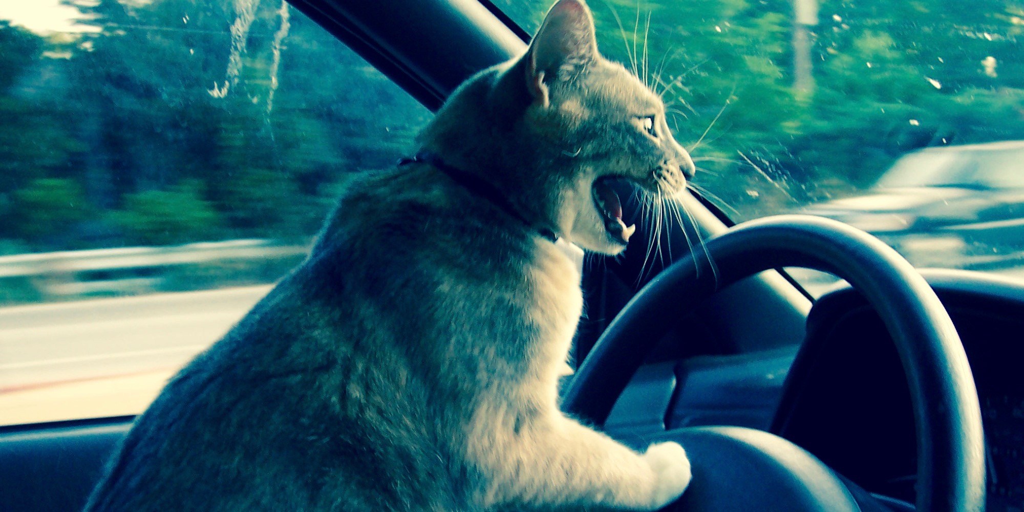 Котик едет на машине