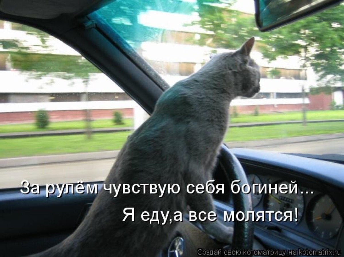Кот едет за рулем