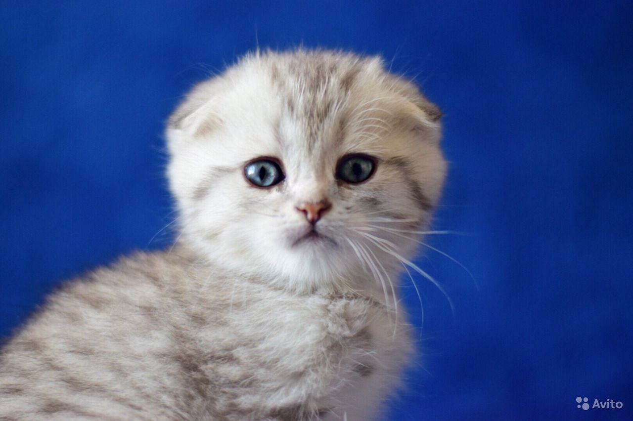 Глаза шотландских вислоухих кошек. Шотландская вислоухая кошка светлая. Скоттиш фолд голубое золото. Вислоухий котенок светлый. Светлая кошка.