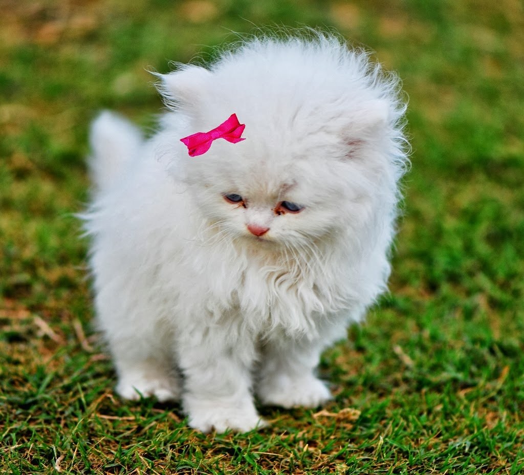Фото красивых котиков пушистых милых