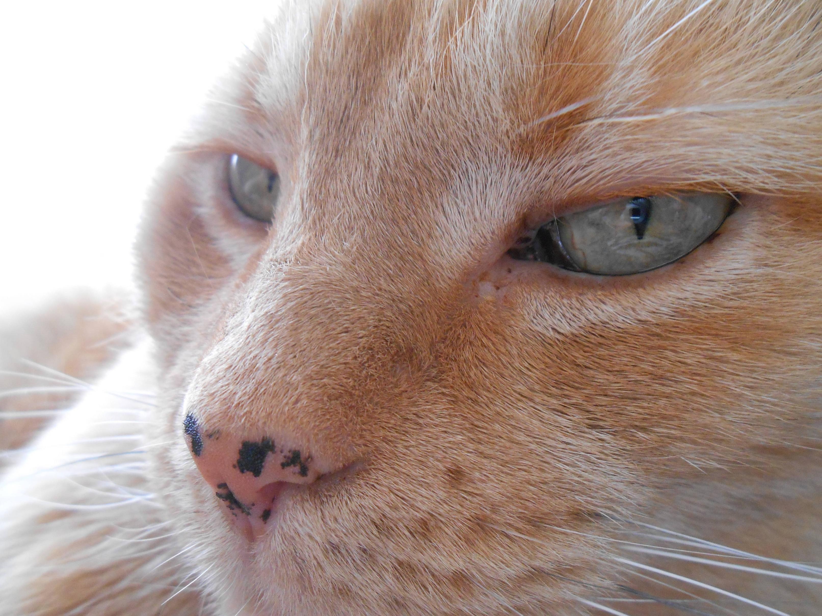Кошка ест нос. Кошачьи веснушки лентиго. Рыжий кот. Веснушки у рыжих котов.
