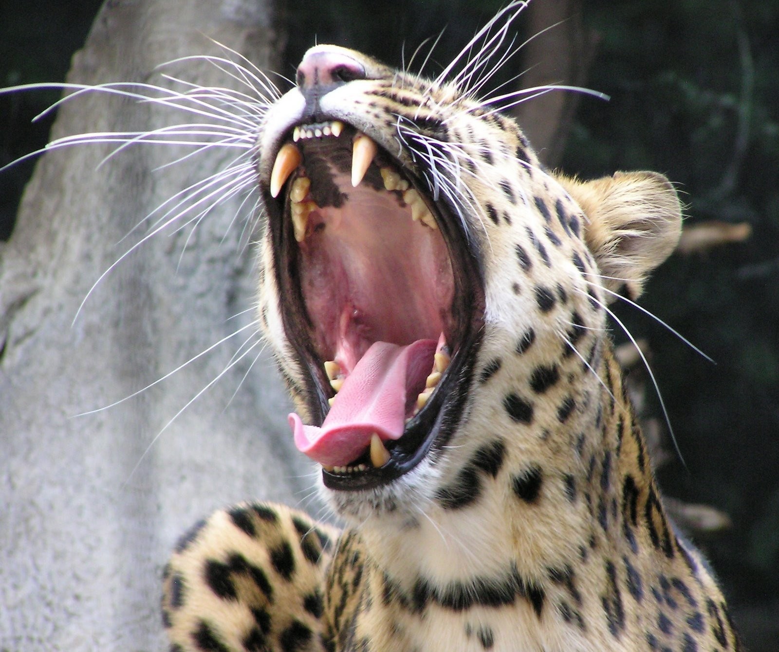 Клыки леопарда зубы