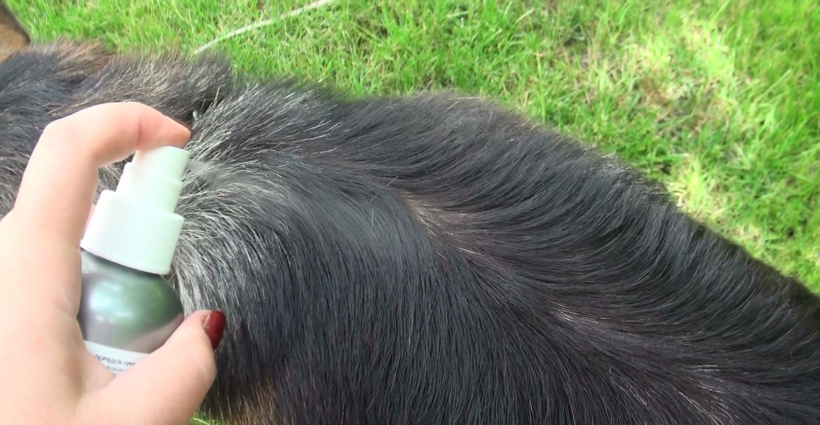 Средства от выпадения волос у животных